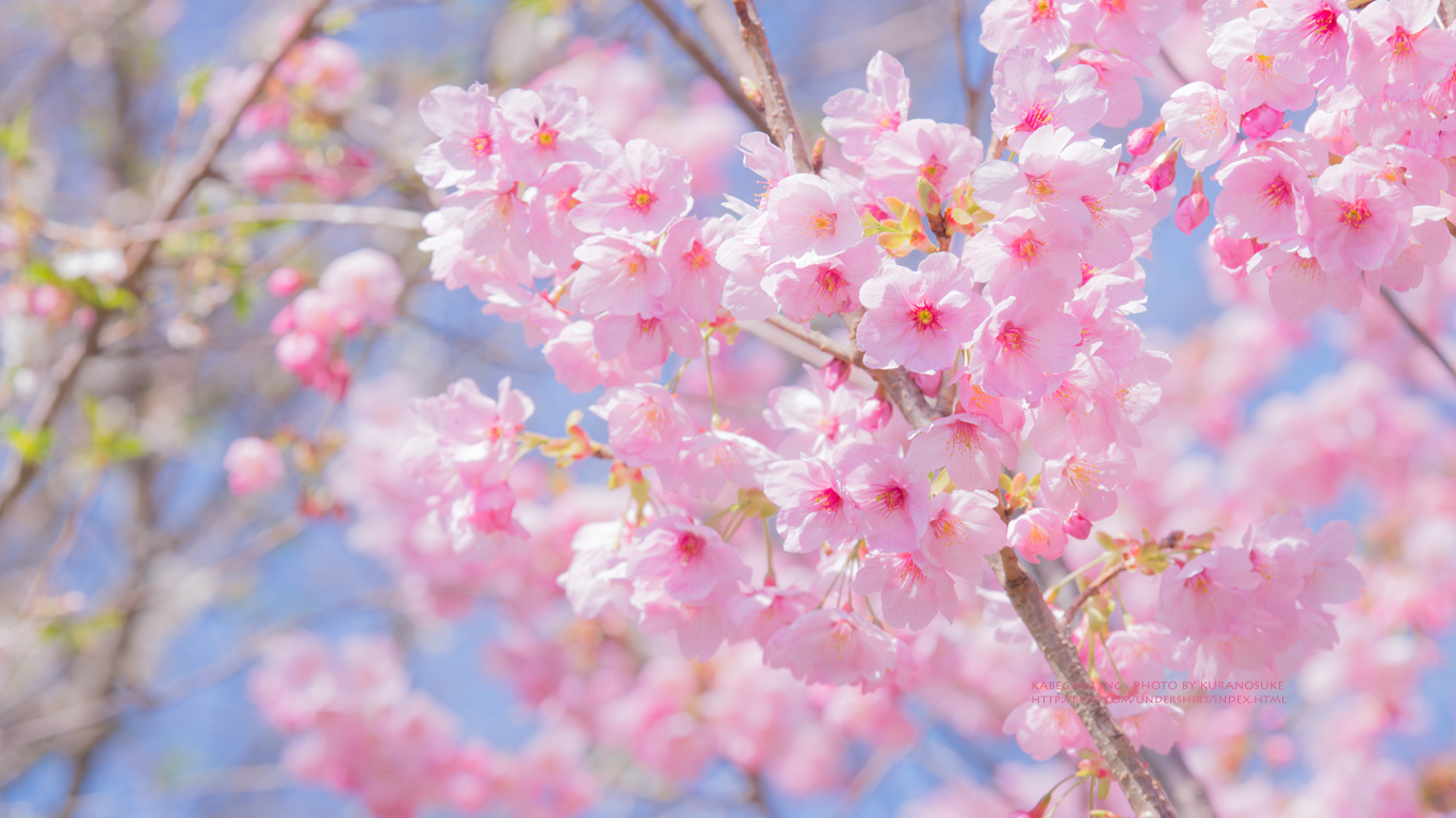 50 壁紙 Pc 春の花 最高の花の画像